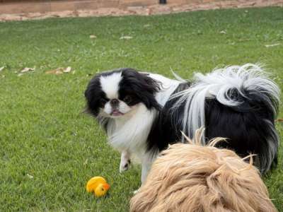 Nossos Cães - Ludwig Of My Little Chin