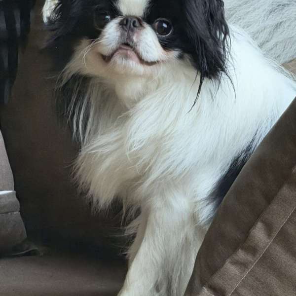 Ludwig Of My Little Chin